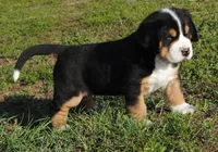 Cooper, a male Greater Swiss Mountain Dog for sale in Orlando, FL – 6 of 6