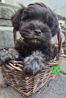 1female and 2males, a female Miniature Schnauzer for sale in Thaxton, VA – 2 of 3