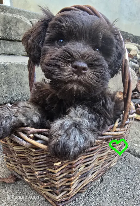 Male – Miniature Schnauzer puppy for sale in Thaxton, VA