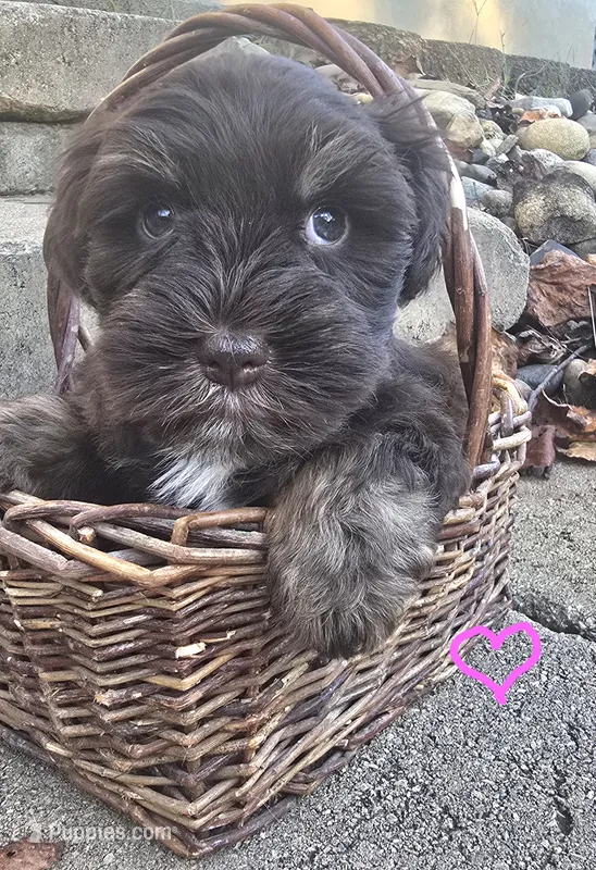 1female and 2males – Miniature Schnauzer puppy for sale in Thaxton, VA