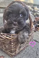 1female and 2males, a female Miniature Schnauzer for sale in Thaxton, VA – 1 of 3