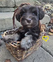 Male, a male Miniature Schnauzer for sale in Thaxton, VA – 2 of 2