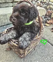 Male, a male Miniature Schnauzer for sale in Thaxton, VA – 2 of 2