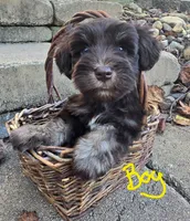 1female and 2males, a female Miniature Schnauzer for sale in Thaxton, VA – 3 of 3
