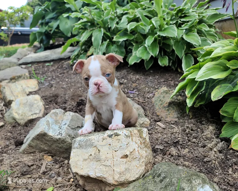 Tiger – Boston Terrier puppy for sale in Loysville, PA