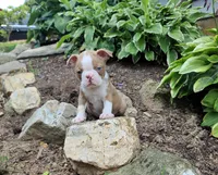 Tiger, a female Boston Terrier for sale in Loysville, PA – 1 of 3