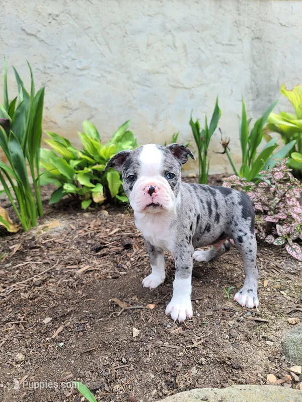 Speckles – Boston Terrier puppy for sale in Loysville, PA
