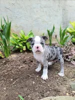 Speckles, a male Boston Terrier for sale in Loysville, PA – 1 of 3