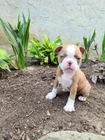 Coffee, a female Boston Terrier for sale in Loysville, PA – 2 of 3