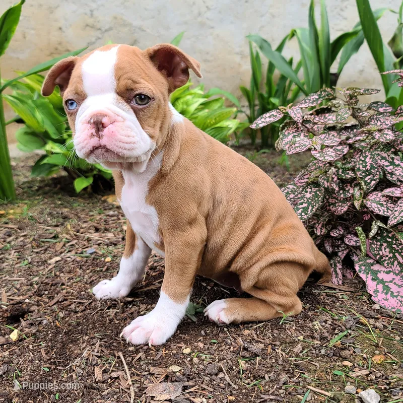 Coffee – Boston Terrier puppy for sale in Loysville, PA