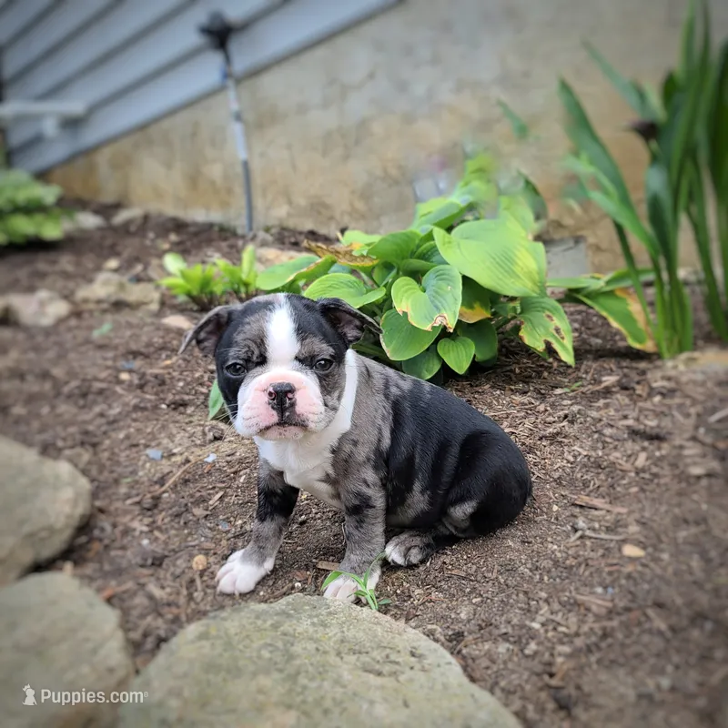 Smokey – Boston Terrier puppy for sale in Loysville, PA