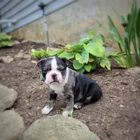 Smokey, a male Boston Terrier for sale in Loysville, PA – 1 of 3