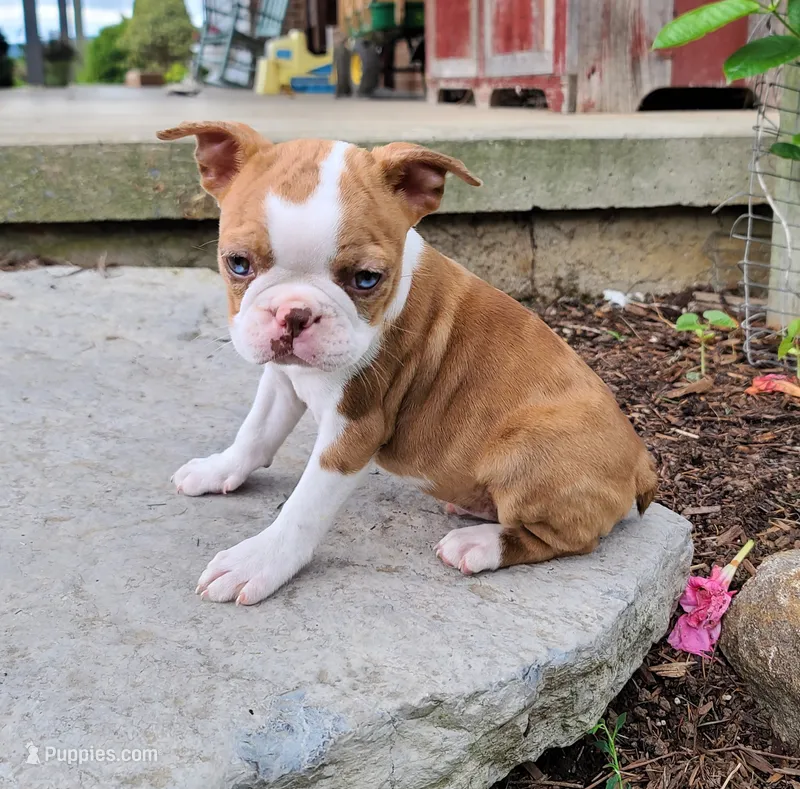 Bella – Boston Terrier puppy for sale in Loysville, PA