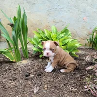 Coffee, a female Boston Terrier for sale in Loysville, PA – 3 of 3