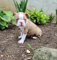 Tiger, a female Boston Terrier for sale in Loysville, PA – 2 of 3