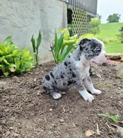 Speckles, a male Boston Terrier for sale in Loysville, PA – 3 of 3