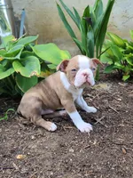 Tiger, a female Boston Terrier for sale in Loysville, PA – 3 of 3