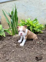 Bella, a female Boston Terrier for sale in Loysville, PA – 3 of 3