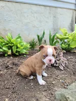 Coffee, a female Boston Terrier for sale in Loysville, PA – 1 of 3