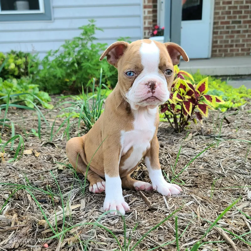 Coffee – Boston Terrier puppy for sale in Loysville, PA
