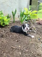 Smokey, a male Boston Terrier for sale in Loysville, PA – 3 of 3