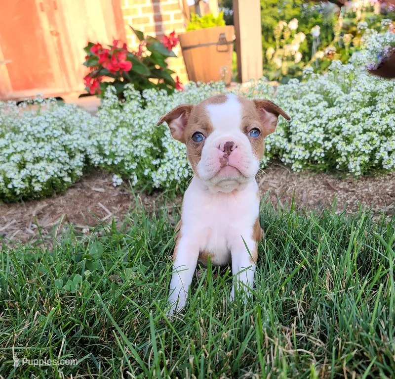 Bella – Boston Terrier puppy for sale in Loysville, PA