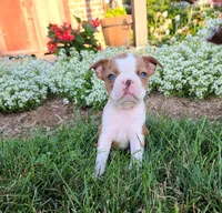 Bella, a female Boston Terrier for sale in Loysville, PA – 1 of 3
