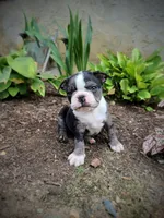 Smokey, a male Boston Terrier for sale in Loysville, PA – 2 of 3