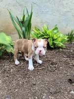 Bella, a female Boston Terrier for sale in Loysville, PA – 2 of 3