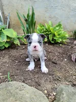Speckles, a male Boston Terrier for sale in Loysville, PA – 2 of 3