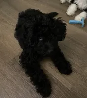 Arlene, a female Miniature Bernedoodle and Miniature Aussiedoodle for sale in Emmaus, PA – 3 of 7
