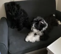 Aldo, a male Miniature Bernedoodle and Miniature Aussiedoodle for sale in Emmaus, PA – 3 of 8