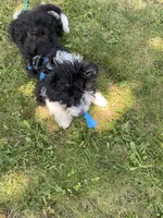 Aldo, a male Miniature Bernedoodle and Miniature Aussiedoodle for sale in Emmaus, PA – 7 of 7