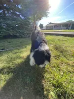 Aldo, a male Miniature Bernedoodle and Miniature Aussiedoodle for sale in Emmaus, PA – 6 of 8