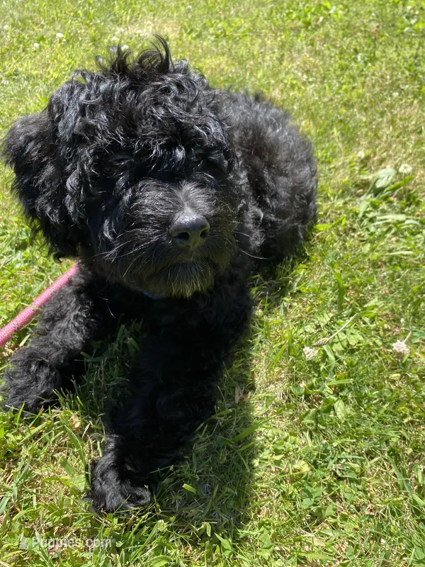 Arlene – Miniature Bernedoodle, Miniature Aussiedoodle puppy for sale in Emmaus, PA