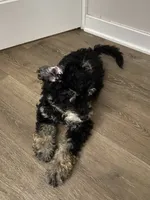 Andy, a male Miniature Bernedoodle and Miniature Aussiedoodle for sale in Emmaus, PA – 4 of 9