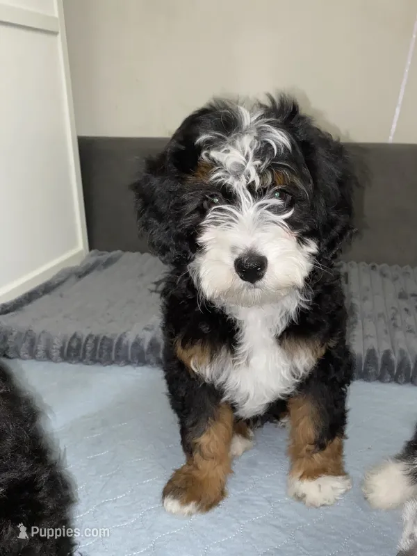 Ashton – Miniature Bernedoodle, Miniature Aussiedoodle puppy for sale in Emmaus, PA