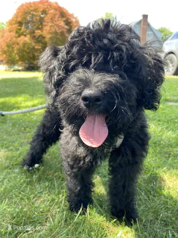 Arlene – Miniature Bernedoodle, Miniature Aussiedoodle puppy for sale in Emmaus, PA