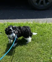 Alto, a male Miniature Bernedoodle and Miniature Aussiedoodle for sale in Emmaus, PA – 2 of 2