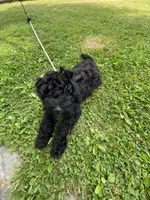 Arlene, a female Miniature Bernedoodle and Miniature Aussiedoodle for sale in Emmaus, PA – 5 of 10