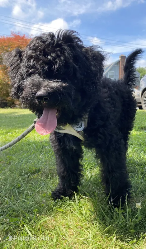 Arlene – Miniature Bernedoodle, Miniature Aussiedoodle puppy for sale in Emmaus, PA
