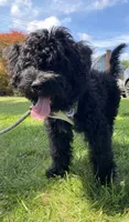Arlene, a female Miniature Bernedoodle and Miniature Aussiedoodle for sale in Emmaus, PA – 1 of 10