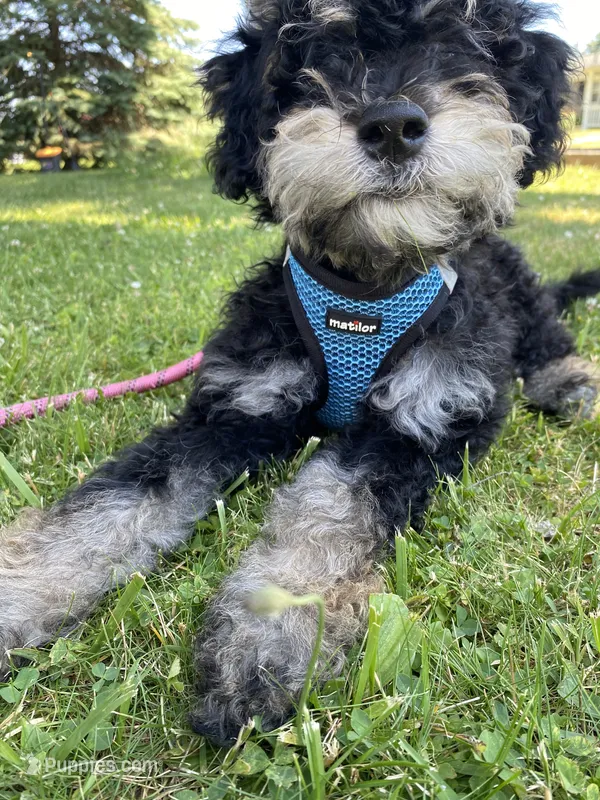 Andy – Miniature Bernedoodle, Miniature Aussiedoodle puppy for sale in Emmaus, PA