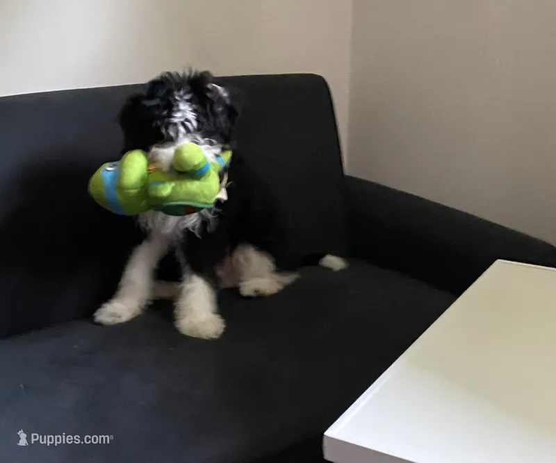 Aldo – Miniature Bernedoodle, Miniature Aussiedoodle puppy for sale in Emmaus, PA