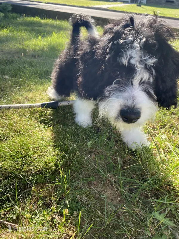 Aldo – Miniature Bernedoodle, Miniature Aussiedoodle puppy for sale in Emmaus, PA
