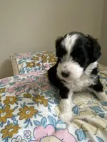 Aldo, a male Miniature Bernedoodle and Miniature Aussiedoodle for sale in Emmaus, PA – Photo 5 of 5