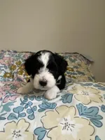 Aldo, a male Miniature Bernedoodle and Miniature Aussiedoodle for sale in Emmaus, PA – Photo 4 of 5