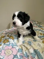 Aldo, a male Miniature Bernedoodle and Miniature Aussiedoodle for sale in Emmaus, PA – Photo 2 of 5