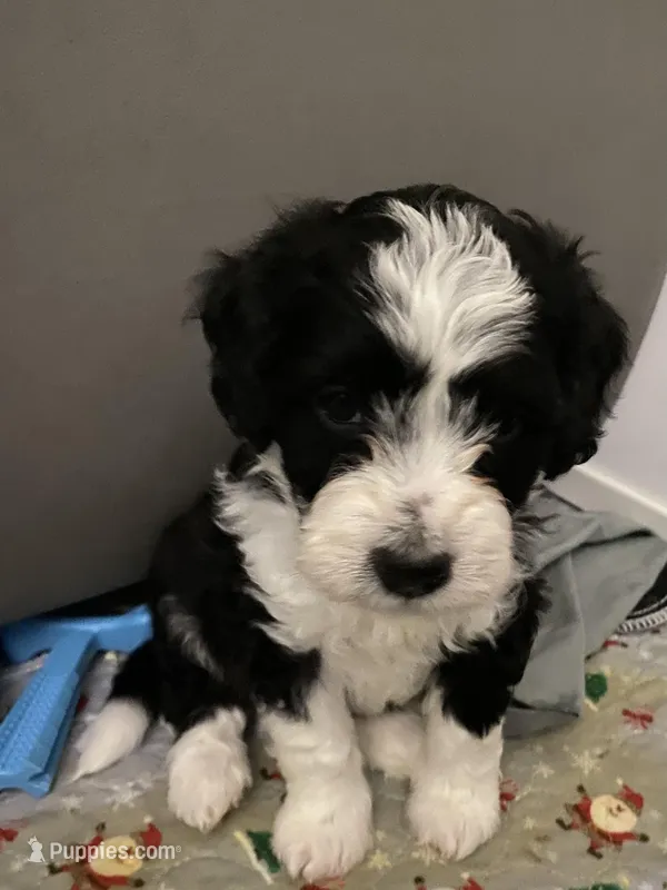 Aldo – Miniature Bernedoodle, Miniature Aussiedoodle puppy for sale in Emmaus, PA