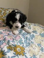 Aldo, a male Miniature Bernedoodle and Miniature Aussiedoodle for sale in Emmaus, PA – Photo 3 of 5